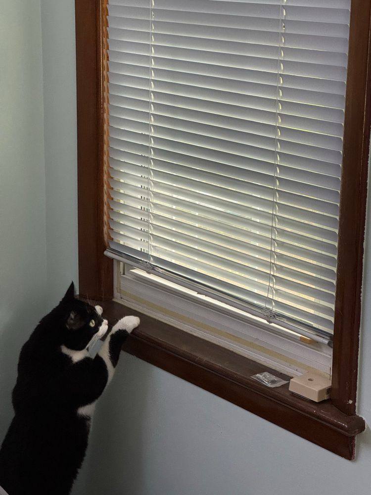 This is a photo of a black and white cat standing by a window with it's front paws on the sill. The cat has distinctive markings - it's primarily black with white patches on its chest, paws, and face. The cat appears to be looking up toward the window with an alert, curious expression.

The window has a wooden frame with white horizontal blinds that are partially open, allowing natural light to filter through. The walls around the window are a light gray or off-white color.

The cat's posture suggests it might be watching something outside or is interested in the light coming through the blinds.