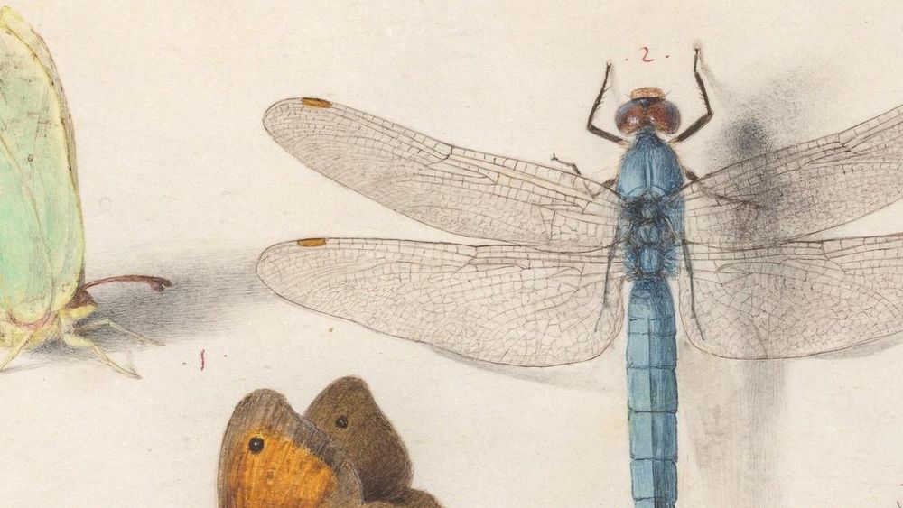 The little-known painter who found beauty in bugs, transforming pests into wondrous creatures and works of art