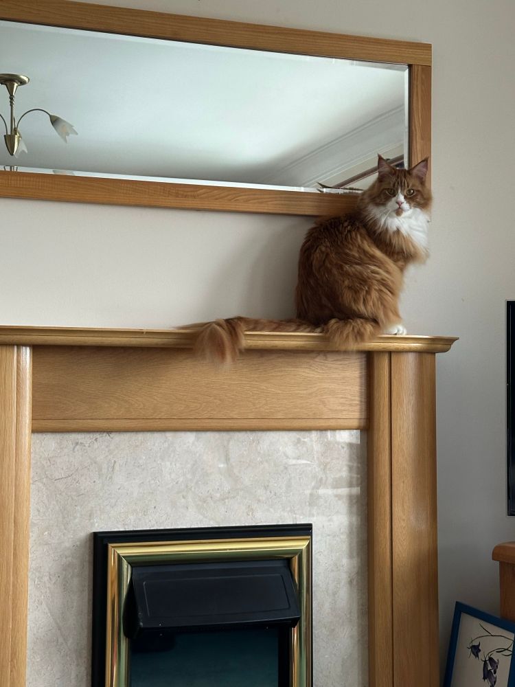Large ginger Maine Coon cat on my mantelpiece 