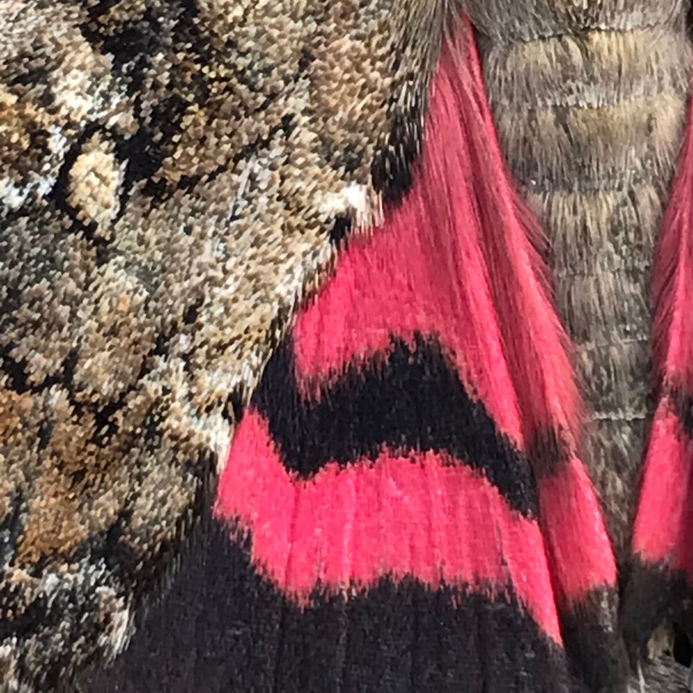A close-up showing a partly folded hind wing, broadly banded black and outrageous crimson-pink, overlain by a section of upper wing with an intricate pattern of scales in black and several shades of buff and brown. 