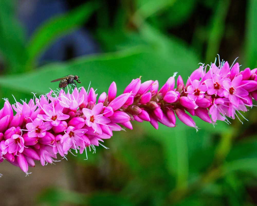 Fly on smartweed flowers