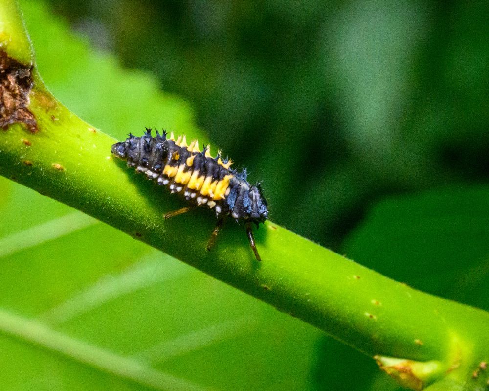 A pupate of a Lady Beetle crawling on a stem.