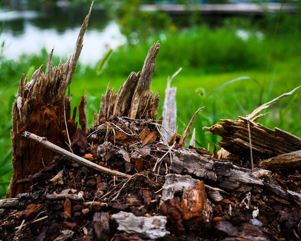 Ragged remains of a downed tree.