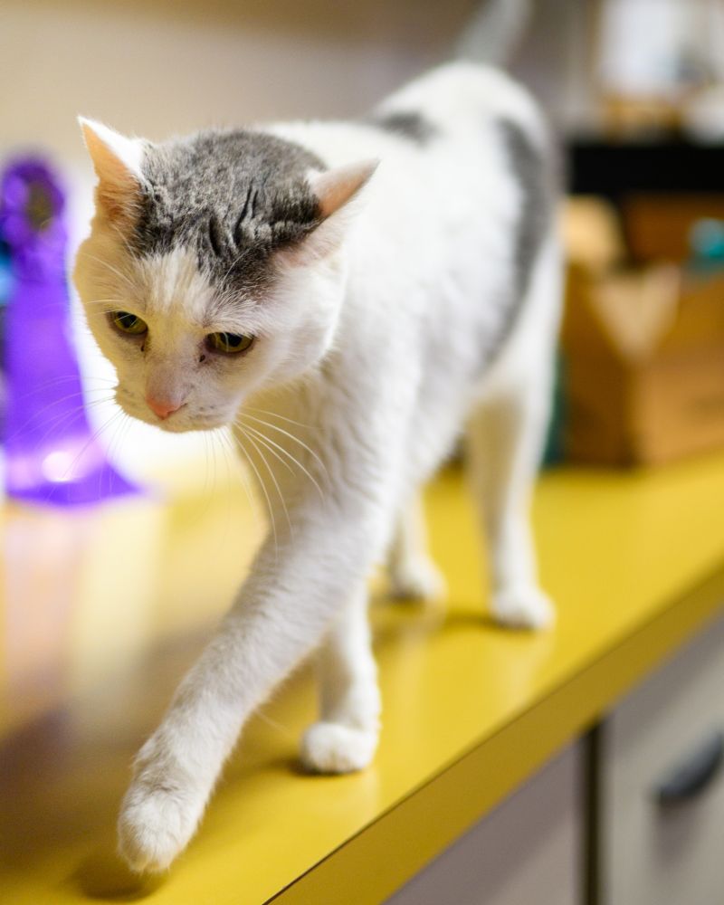 Daisy the Office cat walking on a counter