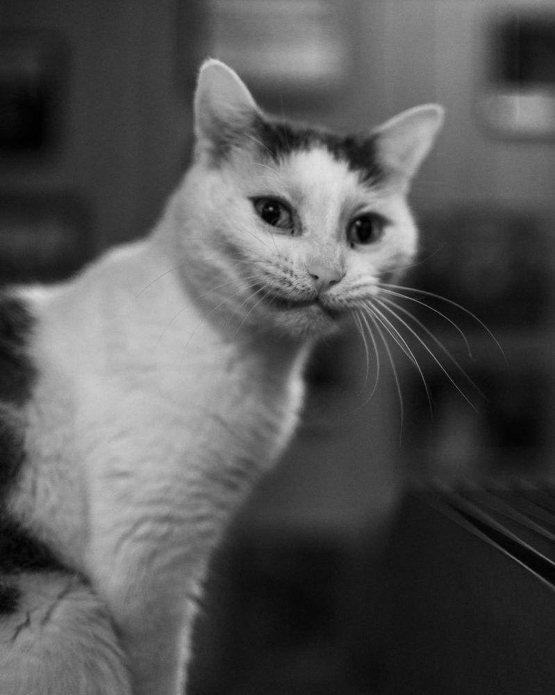 A shot of Daisy the office cat in monochrome with a Cheshire Cat grin.