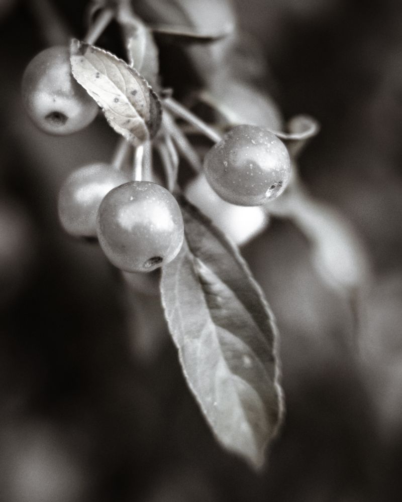 A bunch of cherries done in Monochrome.