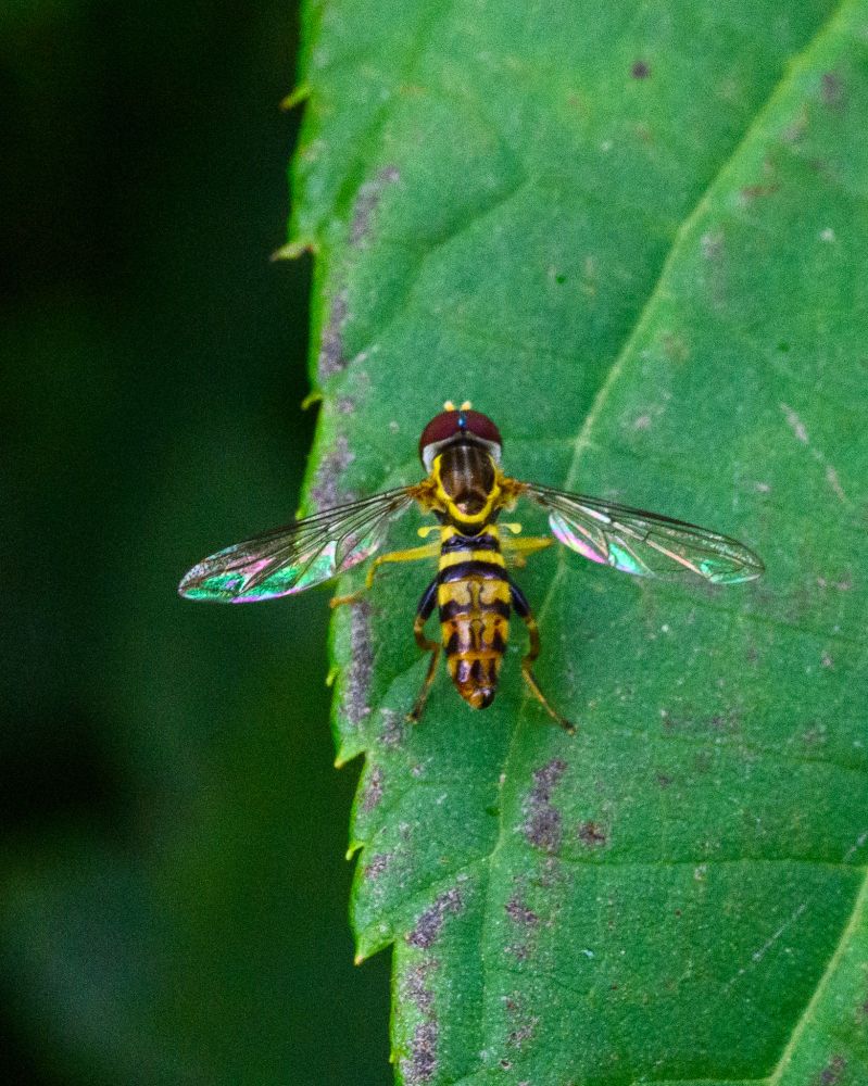 A hover fly on a leaf.