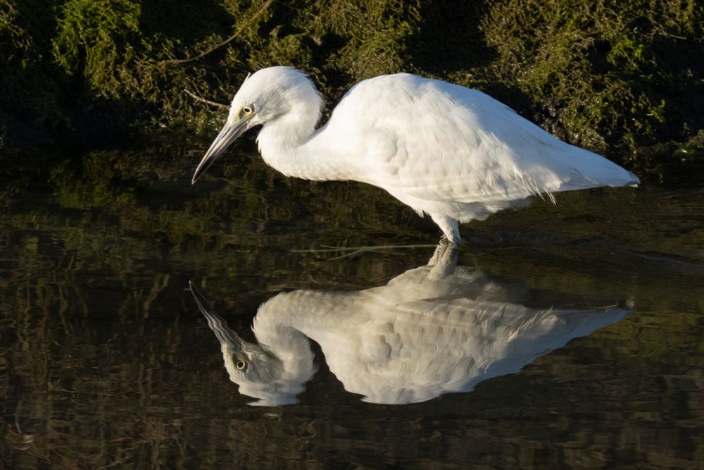 a wading juvenile little blue heron is reflected in the water