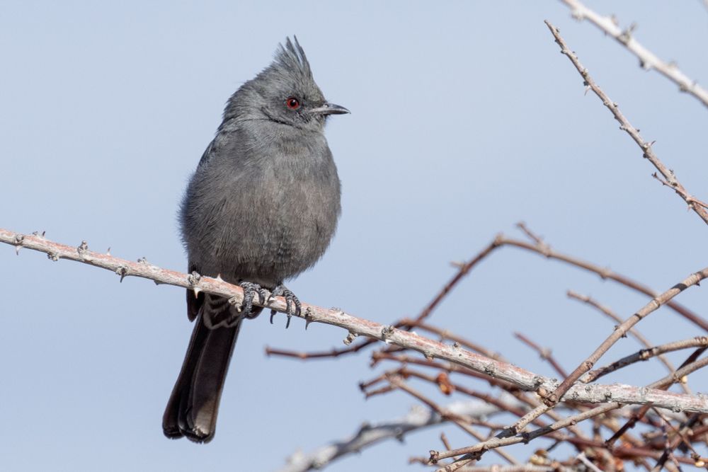 a female phainopepla perches on a branch