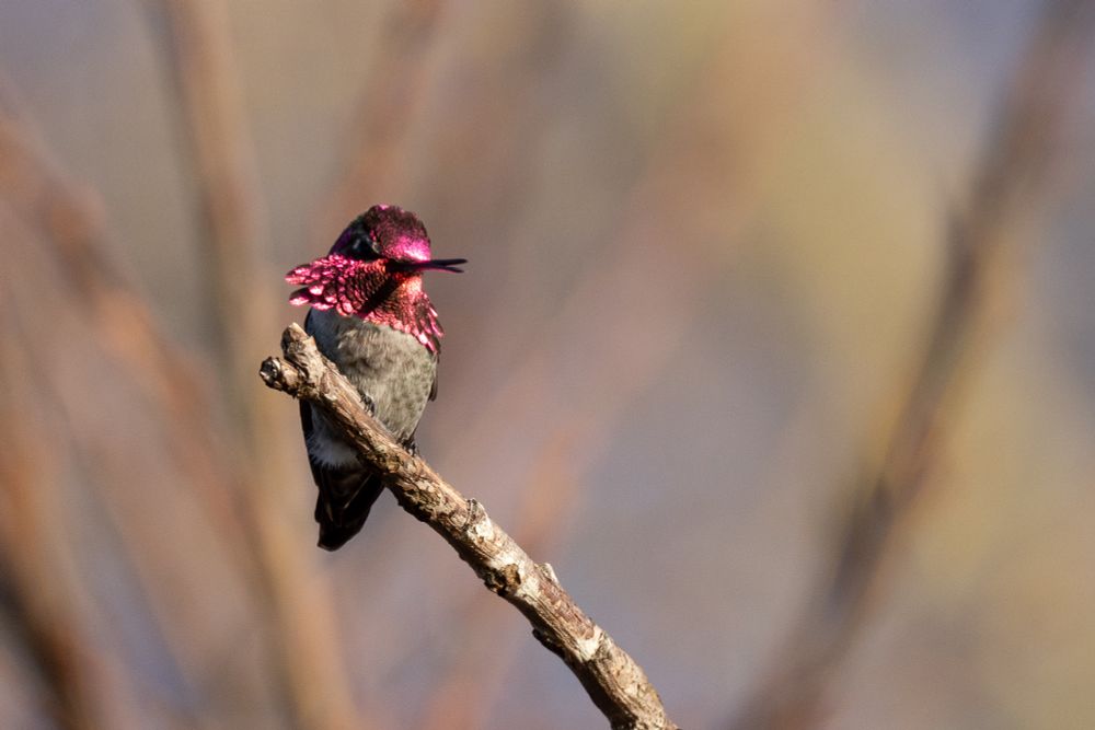 Anna's hummingbird perches on a branch with its gorget brightly lit