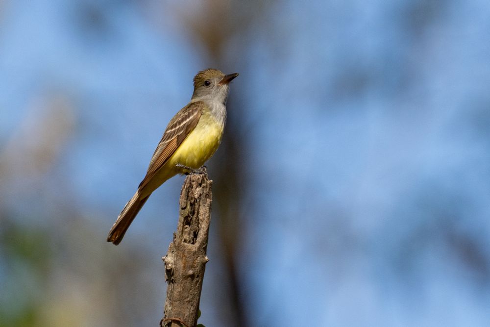 a great-crested flycatcher perches on a branch