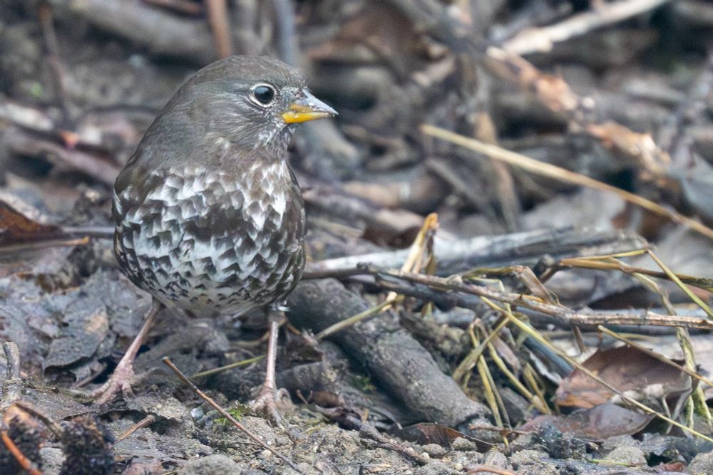 a fox sparrow stands on the ground among sticks and dead leaves