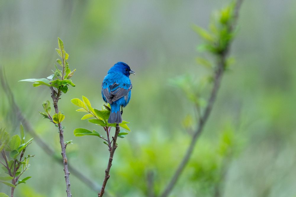 an indigo bunting perches on a small branch