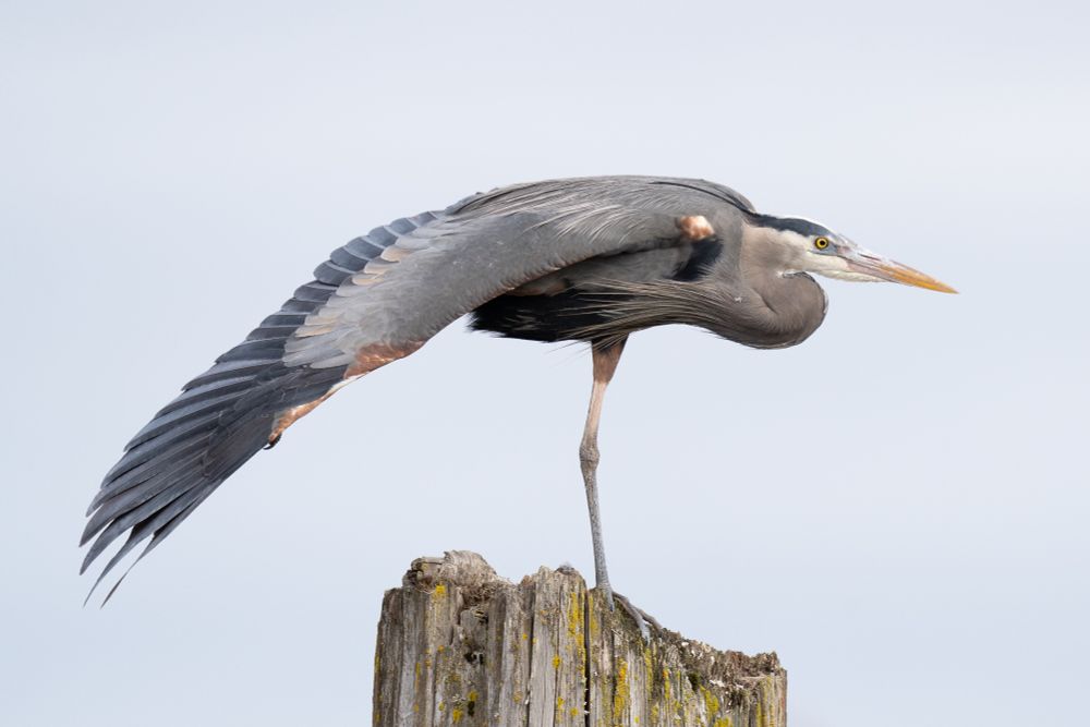 a great blue heron perches on a snag with one wing extended