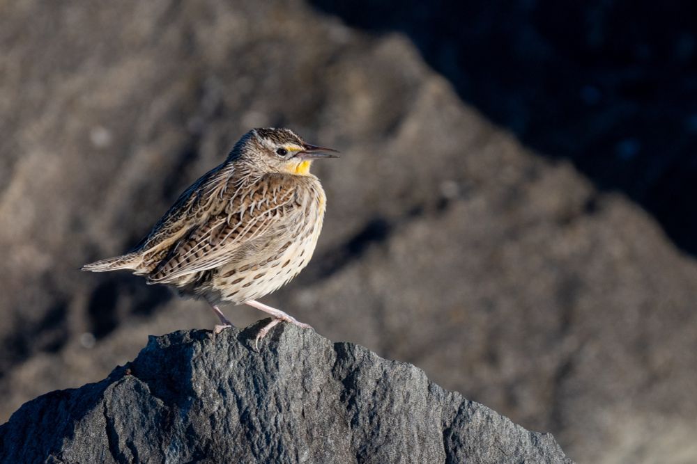 a western meadowlark perches on a rock