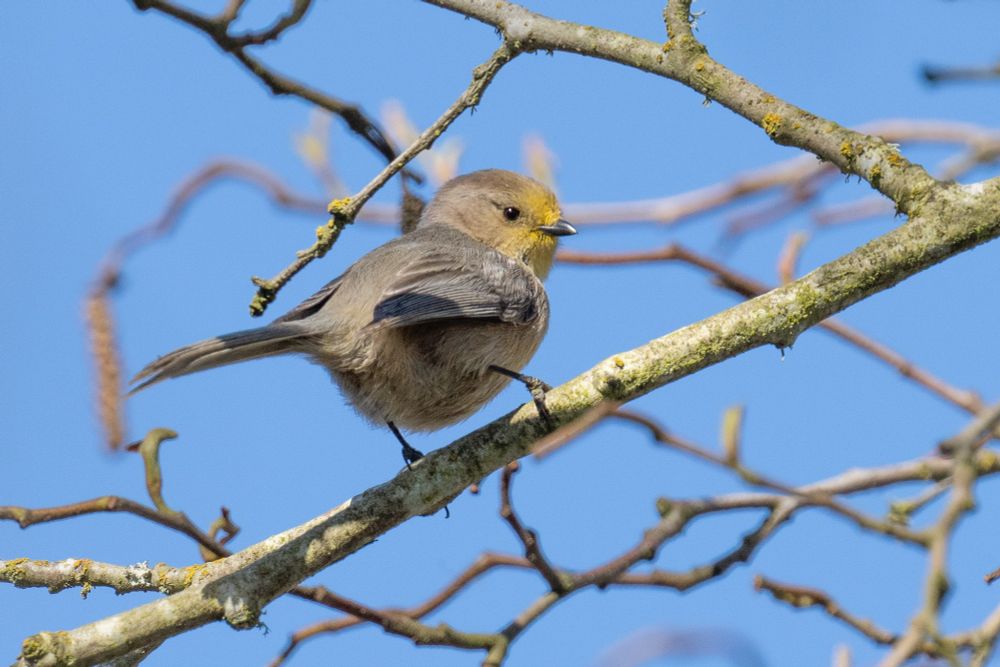a common bushtit with its face stained yellow from pollen