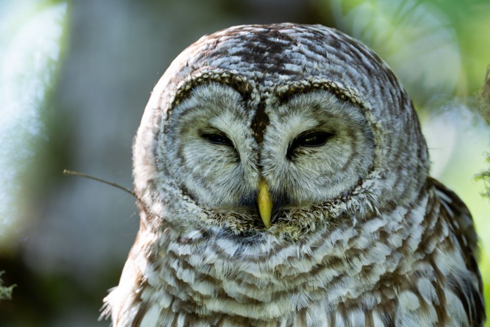 barred owl