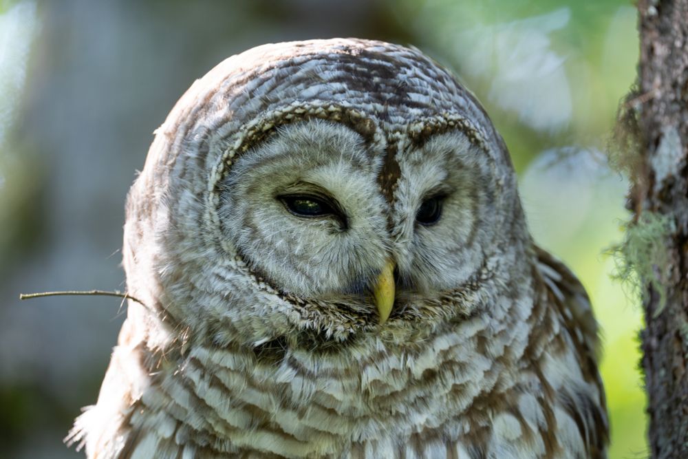 barred owl