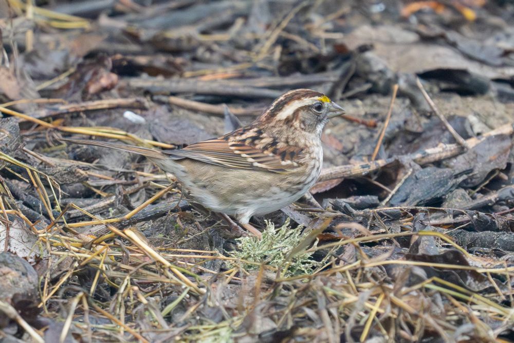 a white-throated sparrow stands among sticks, lichens, and dead leaves