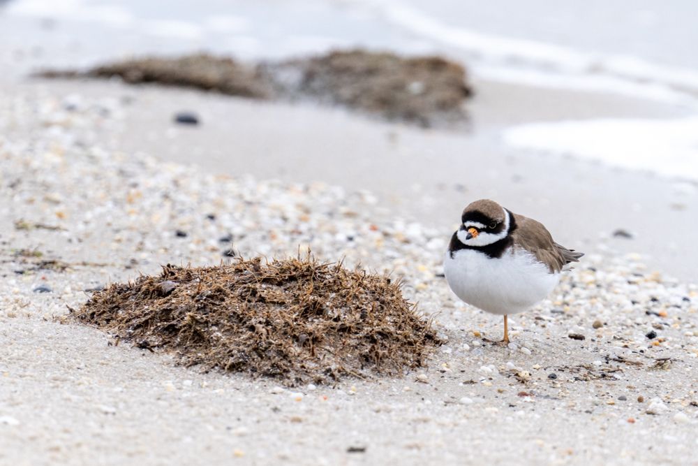 a semipalmated plover stands on one leg on a beach