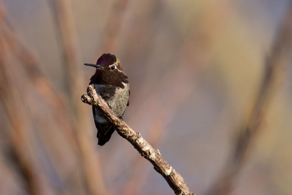 anna's hummingbird perches on a branch with its gorget not catching the light