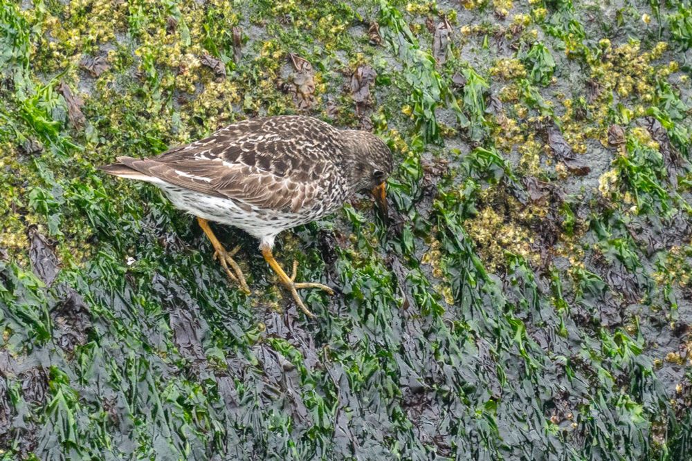 a purple sandpiper forages for food along a rocky shorline