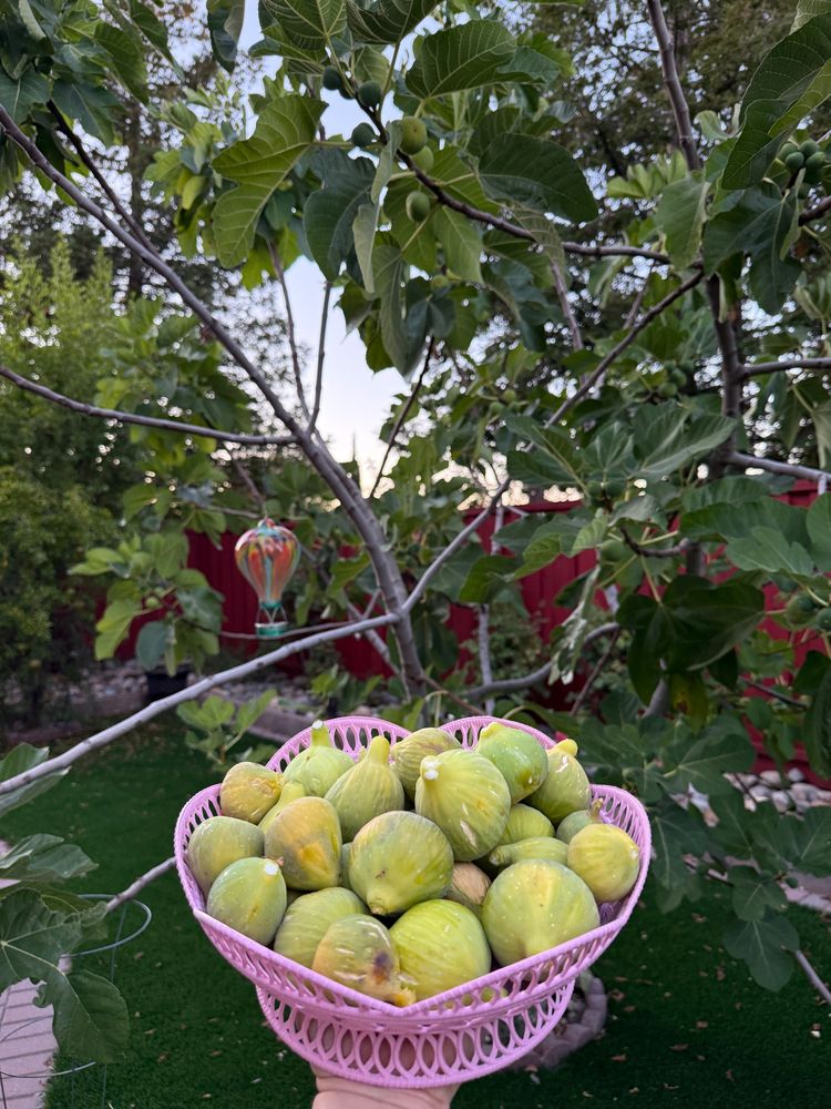 A basket full of ripe figs against a background of a fig tree in a back yard. The sun has just set and the last of the yellows in the sky are peaking out behind the red fence. There is a light up glass hot air balloon decor ah ging off the tree. 
