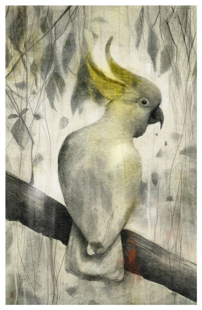 Pencil drawing of a Sulphur-crested cockatoo for the Bird Whisperer Project. It is a cockatoo resting on a tree branch looking to the right. A low saturation garphite pencil drawing with yellow in it's head feathers. There are leaves and branches all around. The slight colour elements are added digitally.