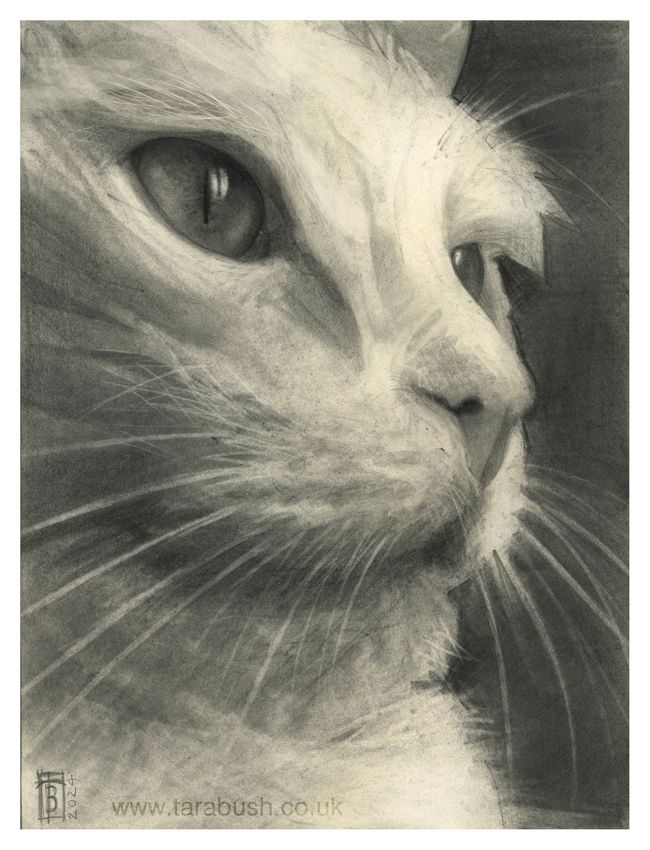 Pencil drawing of a white cat. The image is close up, and 3/4 profile of the cat. Pencil on moleskine sketchbook. The Cat is called 'Nightshade'.