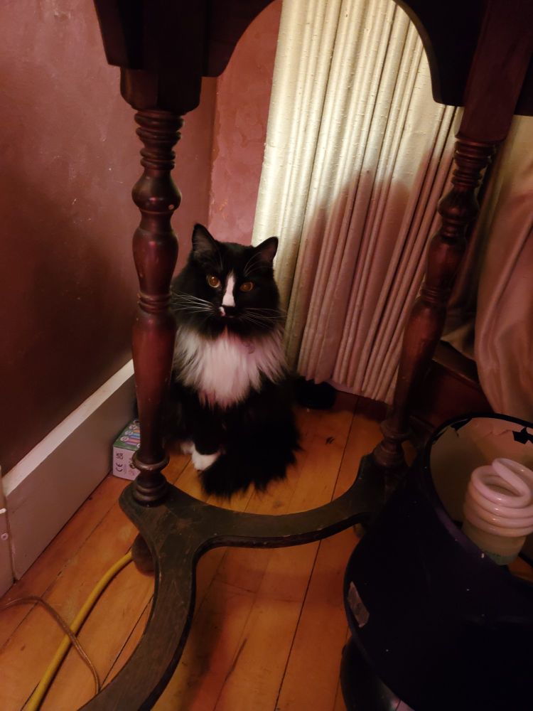Tuxedo cat under a table; her name is ruby