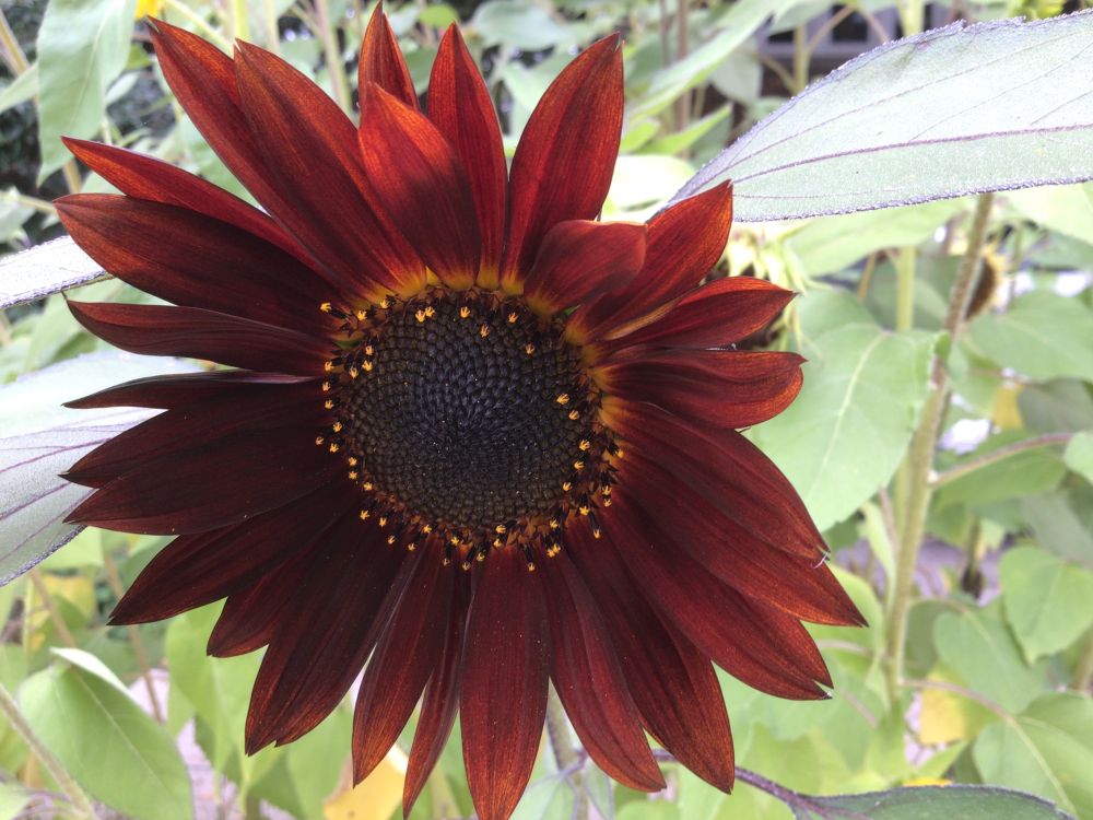 A red sunflower from my garden, a couple years ago. 