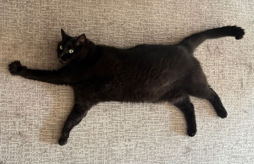A cat splooted out on a carpet in the general shape of Davis Square 