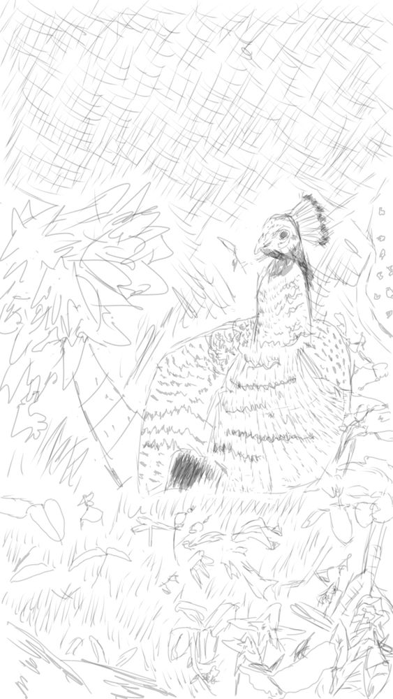 A peacock in the forest, in digital pencil.