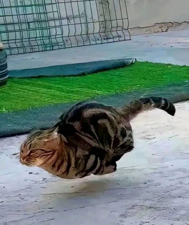 Cat bullet.
A picture of a cat midstride, running real fast. Its legs tucked under, ears flat, tail flailed back, it looks like a torpedo floating a couple inches off the ground.