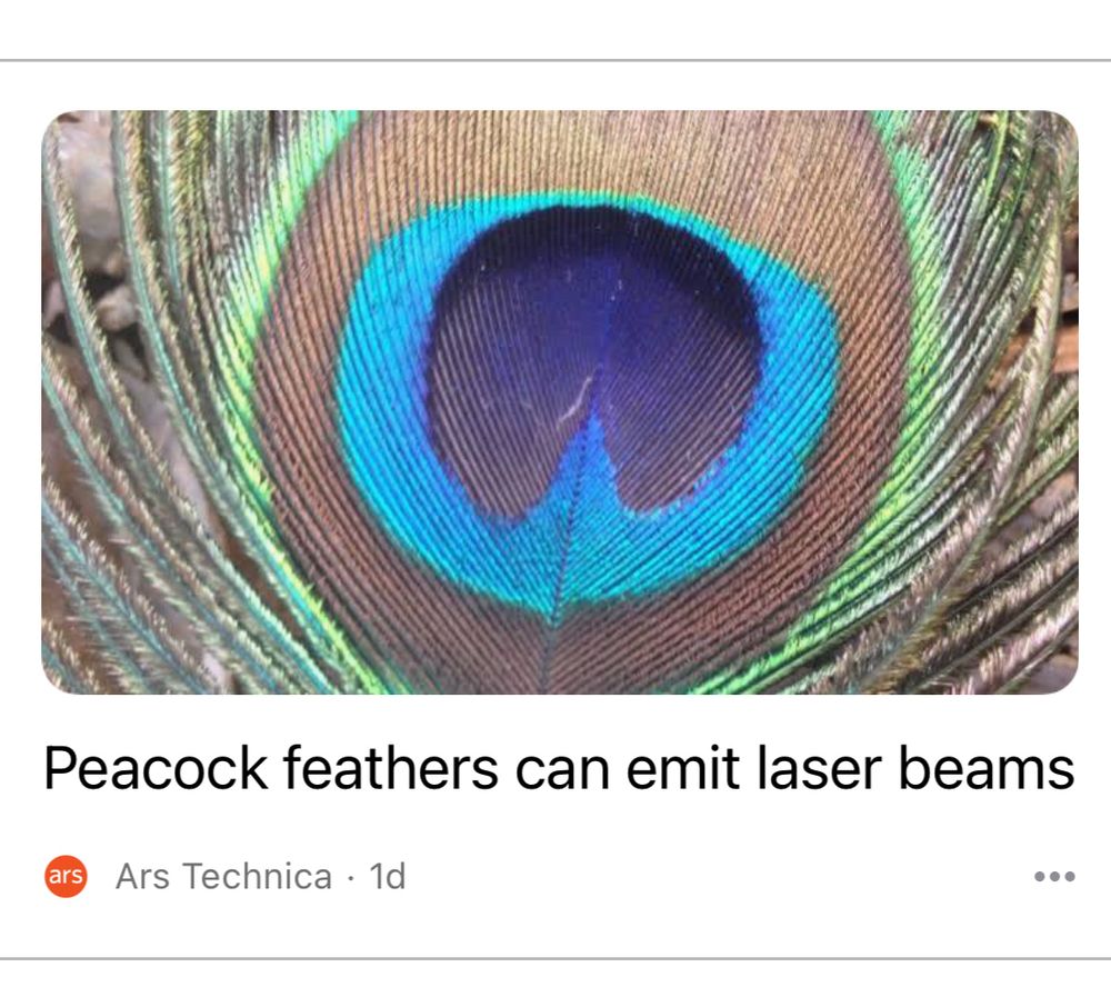 Click-thru page screen capped Image of iridescent eye on peacock feather with article title "Peacock feathers can emit laser beams" which sounds really fun tbh