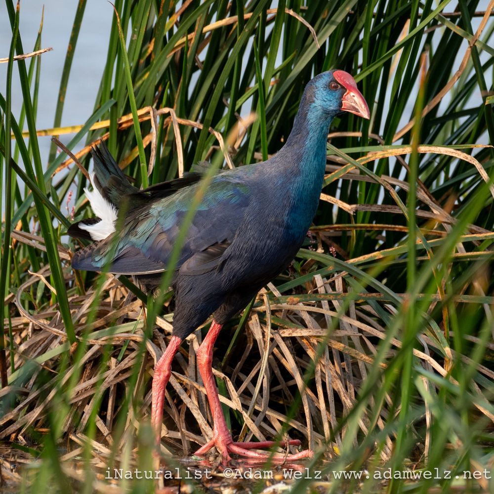An iridescent purple, blue and green bird about the size of a large chicken with long bright red legs, even longer toes, and a bright red bill and facial shield. Oh, and a white butt.