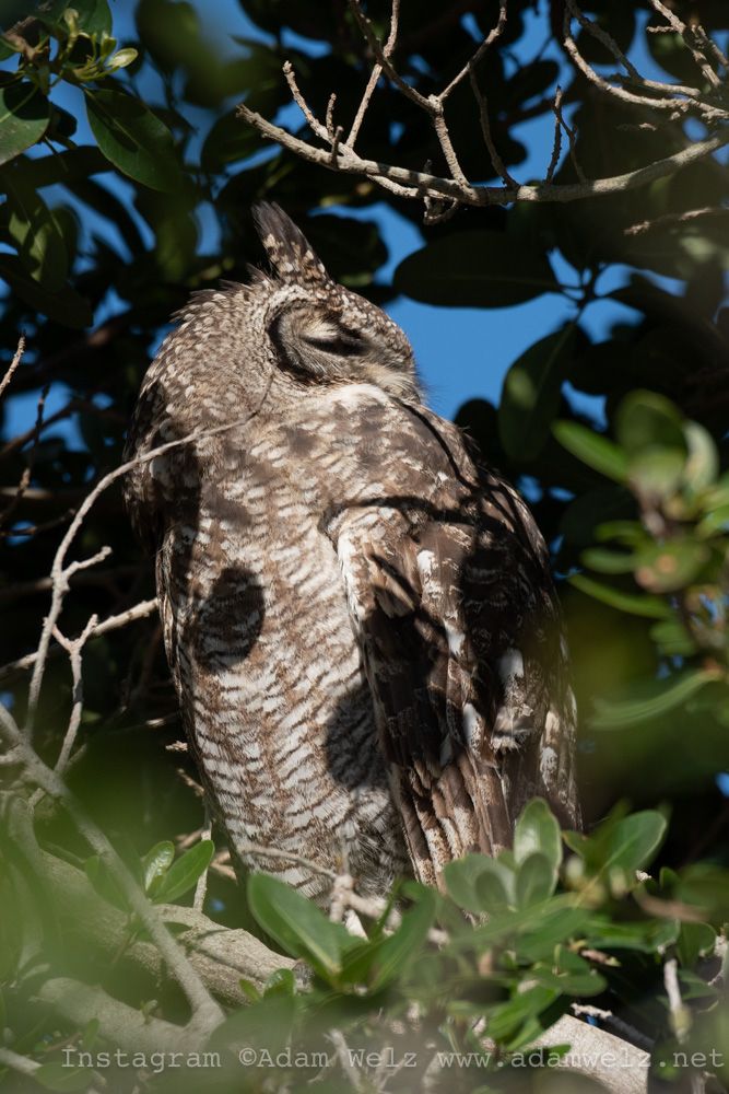 large gray-coloured owl with feathery "ears" sleeping during the day in a dense tree