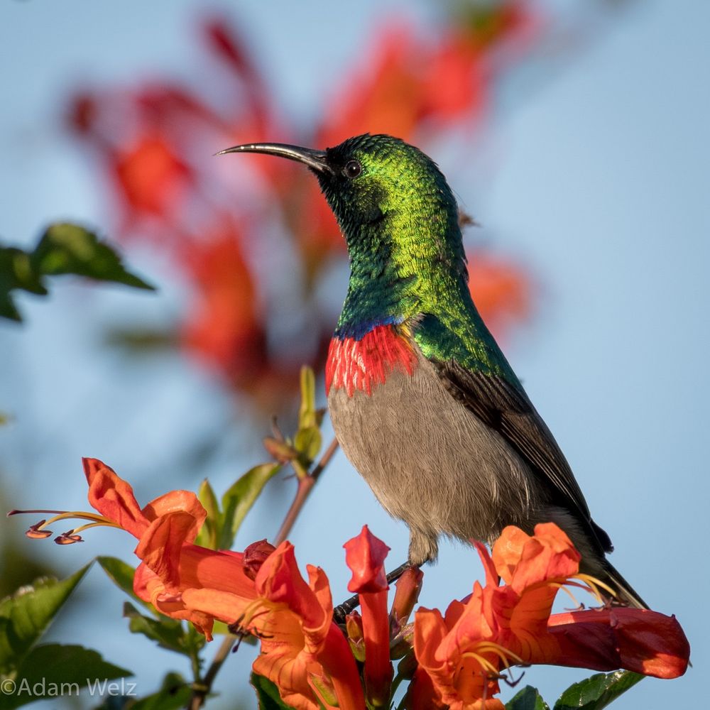 Small sunbird with downcurved bill and iridescent green head, iridescent red band across breast on deep orange Tecomaria flowers