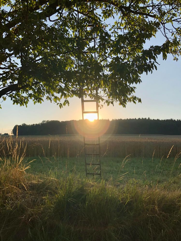 Sonne, die direkt hinter einer an einem Kirschbaum angelehnten Leiter aufgeht.