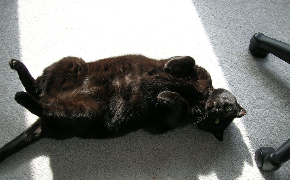 Large black cat on his back in the sunshine