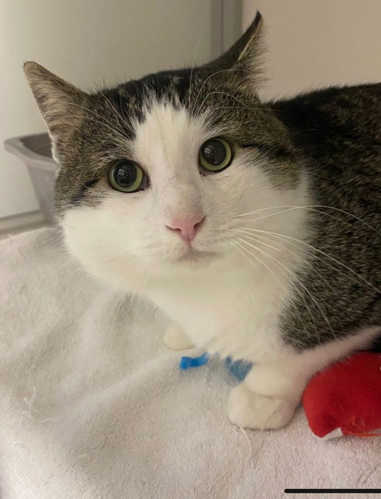 Darwin, a short haired cat with white and tabby markings and a white nose looks at you while sitting on a white blanket with wide green eyes and a chill but slightly apprehensive expression. 