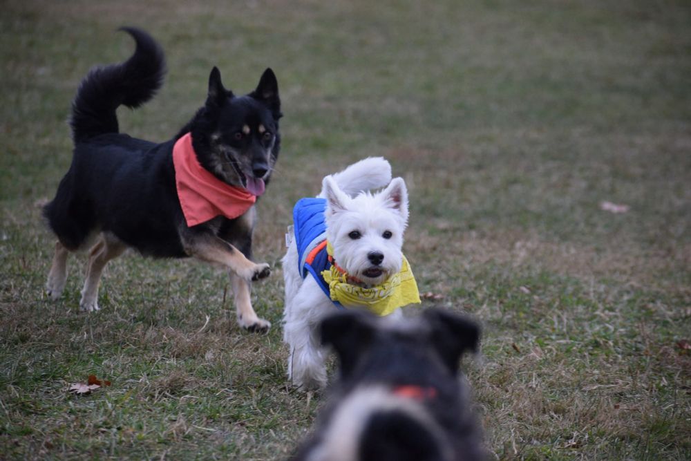 A small black and tan husky mix trots up to a westie in a field