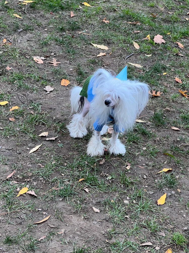 A strange tiny white dog with long tufts of hair wearing a little party hat 
