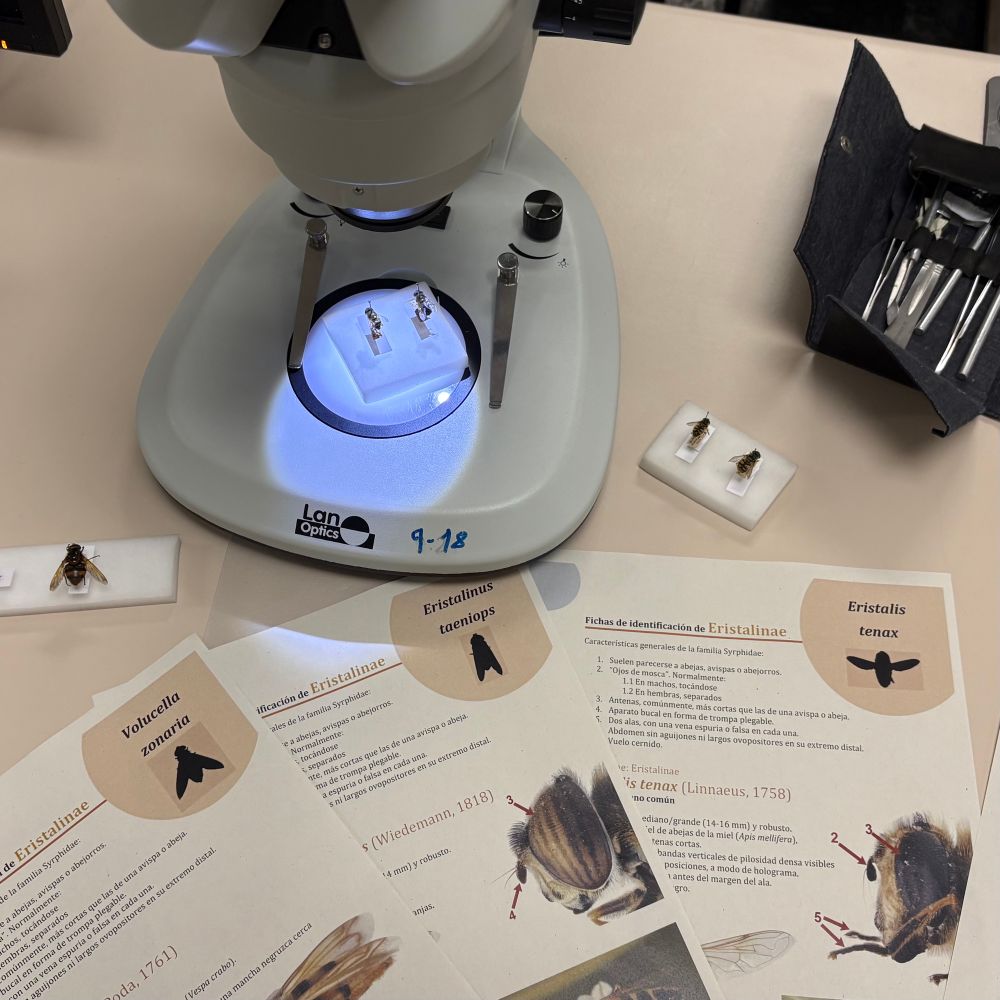 Detail of some ID sheets, a stereomicroscope and pinned specimens that were used during the practical session.