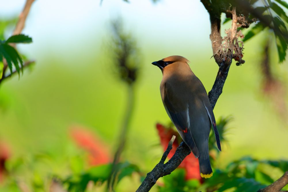 A Cedar Waxwing, with trademark red dipped feathers and yellow tipped tail, pauses for a rest on a sumac tree, bright red and green shrubbery in the background.