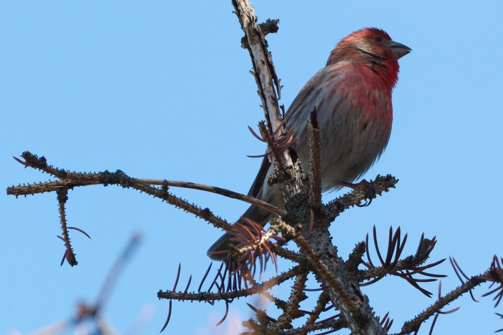 Male House Finch perched on a spruce branch