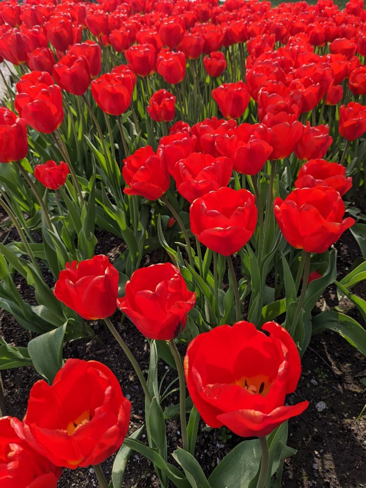 Photo by me. 
A bed of bright red tulips in a field. It's so bright they look like they are shining. 