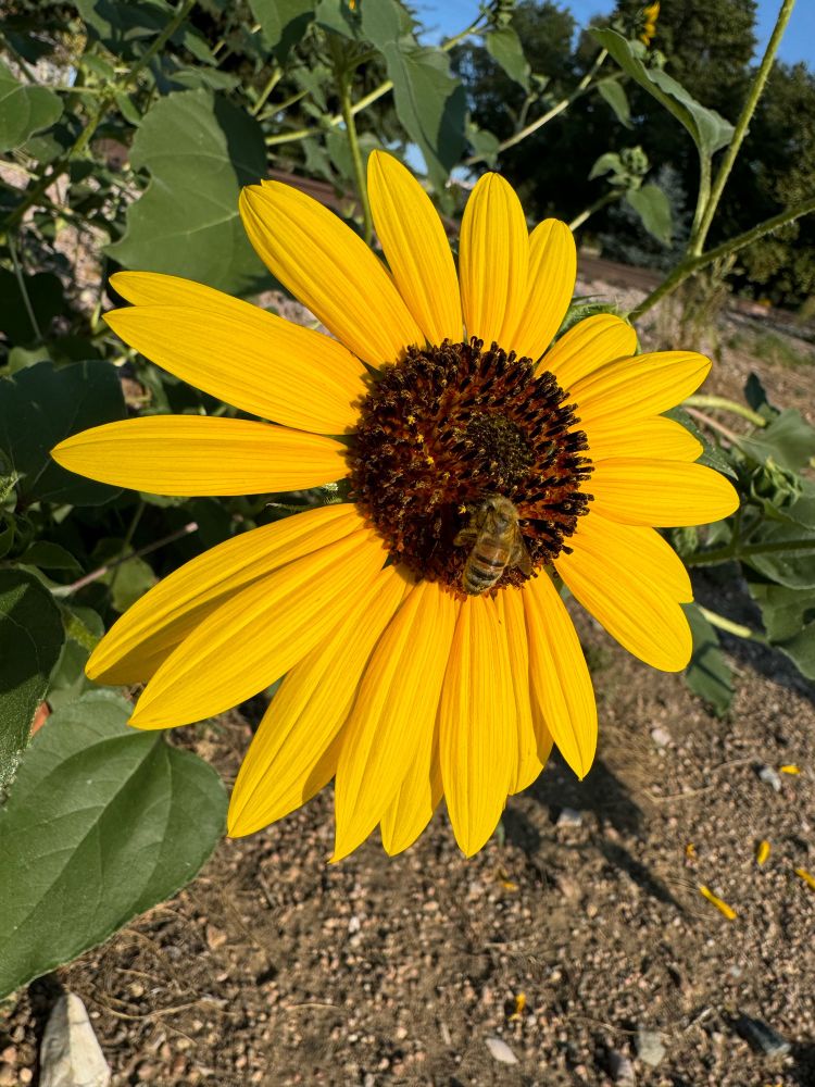 Sunflower with a bee on it