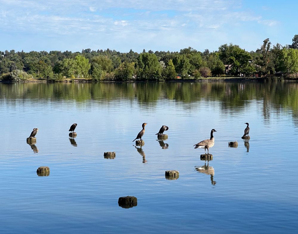 Five cormorants standing on low posts out of a lake and one Canada goose that wants to join them