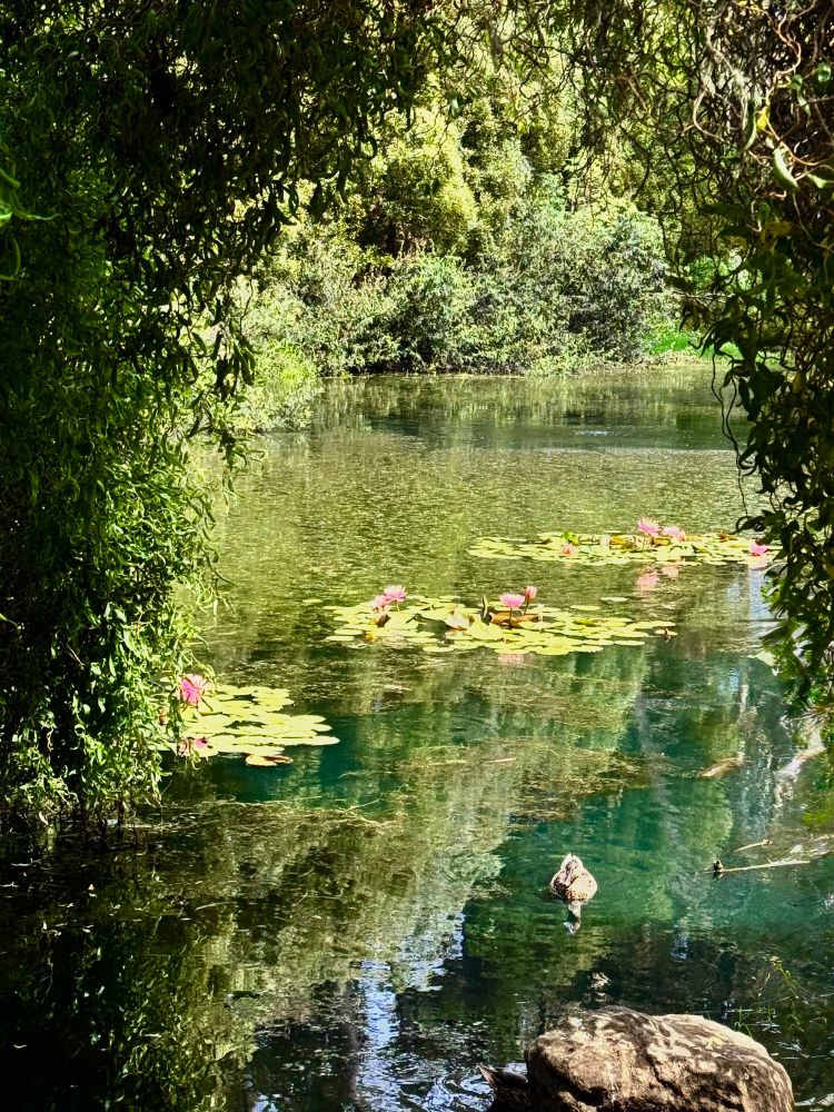 Lily pads with pink flowers and a brown duck floating on a calm green pond framed by plants and trees